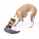 A dog chewing a large,  100% natural black buffalo horn tough dog chew and boredom buster on a white backdrop.