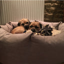 Two border terrier curled up together in a beige donut dog bed with a rope toy, against a stone wall background.
