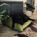 Black labrador dog lying on a green velvet dog bed mattress in a room with plants and a radiator.