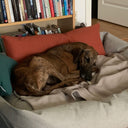Dog lying on a bolster style pet bed with orange and green cushions and a bookshelf in the background
