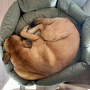 Labrador Dog curled up sleeping in a green donut pet bed