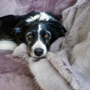 Black and white dog lying on a soft lilac coloured faux-fur dog blanket.