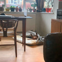 Dachshund dog lying upside down inside a velvet grey snuggle dog bed n a cozy living room with a table and chairs.