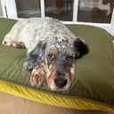 English Setter Dog lying on a green velvet dog bed mattress inside a house