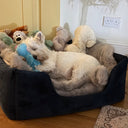 White terrier dog sleeping in a navy velvet high-wall dog bed filled with plush dog toys in a cozy room.