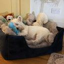 White terrier dog sleeping in a navy velvet high-wall dog bed filled with plush dog toys in a cozy room.