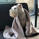 Small terrier white dog wrapped in a beige fleece blanket on a chair