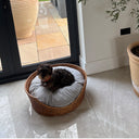 Small wirehaired Dachshund Dog lying in a round rattan pet basket inside a house with a view of the outdoors.