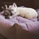 White terrier dog lying on a blush pink donut dog bed with a plush rabbit toy in a house.