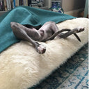 The bottom and legs of a Whippet Dog lying upside down sticking out of a a cave bed style Dog Snuggle Bed with a cream fax-fur fleece lining and teal velvet outer cover.