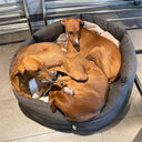 Three dogs curled up together in a gray donut dog bed on a tiled floor.