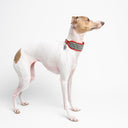 Harris Tweed Sighthound Collar by Holly&Lil - Charley Chau - luxury dog bedding