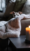 Italian Greyhound dog lying on a grey faux-fur dog blanket on a sofa in a home with a blurry background.