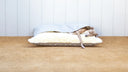 A dog sleeping inside a cool cotton sleeping bag style dog bed, The Charley Chau Snuggle Bed, with a grey polka dot outer cover and creamfluffy lining with a panelled wall behind and natural flooring.