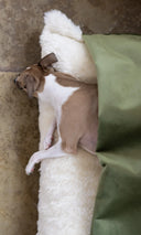 A small dog sleeping inside a burrow bag style snuggle dog bed with a velour leaf green outer cover and plush, cosy cream faux-fur lining.