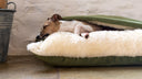 Small Italian Greyhound dog sleeping in a luxury dog snuggle cave bed by designers Charley Chau with a green velvet outer cover and a pale cream cosy faux-fur lining inside the snuggle dog bed on a stone floor with a white stone wall background.