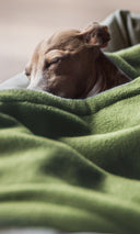 A dog sleeping very cosy under a green fleece blanket