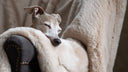 <h1>Faux-fur <em>fabulous</em>!</h1>