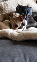 Two Italian Greyhound Dogs lying on a dark brown luxury dog bed with a luxurious and cosy faux-fur blanket in beige
