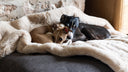 Two Italian Greyhound Dogs lying on a dark brown luxury dog bed with a luxurious and cosy faux-fur blanket in beige against a stone wall and a wooden wardrobe in the background