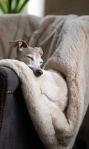 <h1>Faux-fur <em>fabulous</em>!</h1>