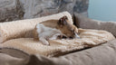 <h1>Save 20% on<em> blanket bundles</em></h1>