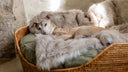 <p>A sweet sixteen offer - 16% off our luxe beds & blankets</p>