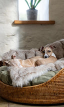 <p>A sweet sixteen offer - 16% off our luxe beds & blankets</p>
