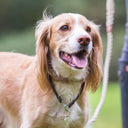 A spaniel dog wearing an brown Leather ID Tag Collar with an ID tag hanging from it. 