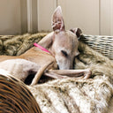 An Italian Greyhound dog sleeping ina  basket on a faux-fur blanket wearing a leather raspberry pink ID tag collar.