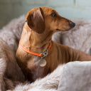 A dachshund dog wearing an orange Leather ID Tag Collar with an ID tag hanging from it. 