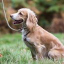 A spaniel dog sitting down on grass wearing an brown Leather ID Tag Collar with an ID tag hanging from it. 