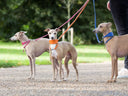 Three Italian Greyhounds standing on a gravel path outdoors, each wearing a different colored Leather Italian Greyhound Collar and leash (pink, orange, and blue) made by Petiquette Dog Collars, with a person partially visible on the right holding the leashes.