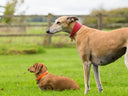 A small Dachsund dog wearing a bright orange leather dog collar, and a tall Galgo sighthound dog wearing a red leather sighthound dog collar, in a grassy outdoor field.