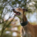 Another closeup picture of a Greyhound wearing a calf leather Greyhound Collar showing the wider front part of the collar.