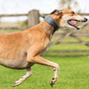 Picture of a running Greyhound wearing a calf leather Greyhound Collar taken in a field.