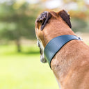 A closeup picture of a Greyhound wearing a calf leather Greyhound Collar taken in a field.