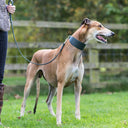 Picture of a standing Greyhound wearing a calf leather Greyhound Collar with a matching Dog Lead attached to it.