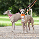 Picture of two fawn dogs wearing handmade to order calf leather Italian Greyhound Collars with matching House Collars and Dog Leads taken in a park.