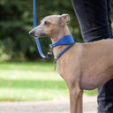 Another picture showing a fawn Italian Greyhound wearing a handmade to order calf leather Italian Greyhound Collar with a matching House Collar and Dog Lead in Vibrant Blue taken in a park.