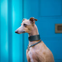 A closeup picture from the side of an Italian Greyhound sitting in front of a blue door wearing a handmade to order calf leather Italian Greyhound Collar in Bottle Green with a matching House Collar. 