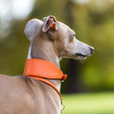 Another fawn Italian Greyhound wearing a handmade to order calf leather Italian Greyhound Collar with a matching House Collar in Orange Peel taken in a park.