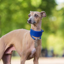 Picture showing  a fawn Italian Greyhound wearing a handmade to order calf leather Italian Greyhound Collar with a matching House Collar in Vibrant Blue. 