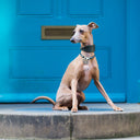 A picture of an Italian Greyhound sitting in front of a blue door wearing a handmade to order calf leather Italian Greyhound Collar in Bottle Green with a matching House Collar. 