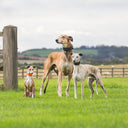 A picture showing three sighthounds - Italian Greyhound, Whippet & 
Greyhound - wearing the various sizes of made to order calf leather sighthound collars available. 