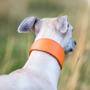 Picture shows another Whippet wearing a Whippet sized sighthound style calf leather dog collar in a bright orange colour.