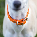 A closeup picture shows a Whippet wearing a Whippet sized sighthound style calf leather dog collar detailing the stainless steel buckle.