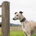 Picture shows a Whippet wearing a Whippet sized sighthound style calf leather dog collar outdoors.