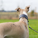 Picture shows a Whippet from the rear wearing a Whippet sized sighthound style calf leather dog collar with a matching lead clipped on.