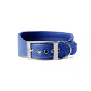 A  BRIGHT BLUE leather Whippet dog collar with silver coloured buckle, a sighthound collar cut that is wider at the front than at the back, the Whippet Dog Collar is made-to-order in England from fine Italian Calf Leather for a dog collar that is made to last. 